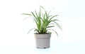 A small green carex oshimensis plant in the soft gray plastic flower pot. Carex.Oshimensis Ã¢â¬ËEvergoldÃ¢â¬â¢, fountains of delicate Royalty Free Stock Photo